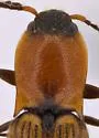 Laneganus nunenmacheri - photo 4