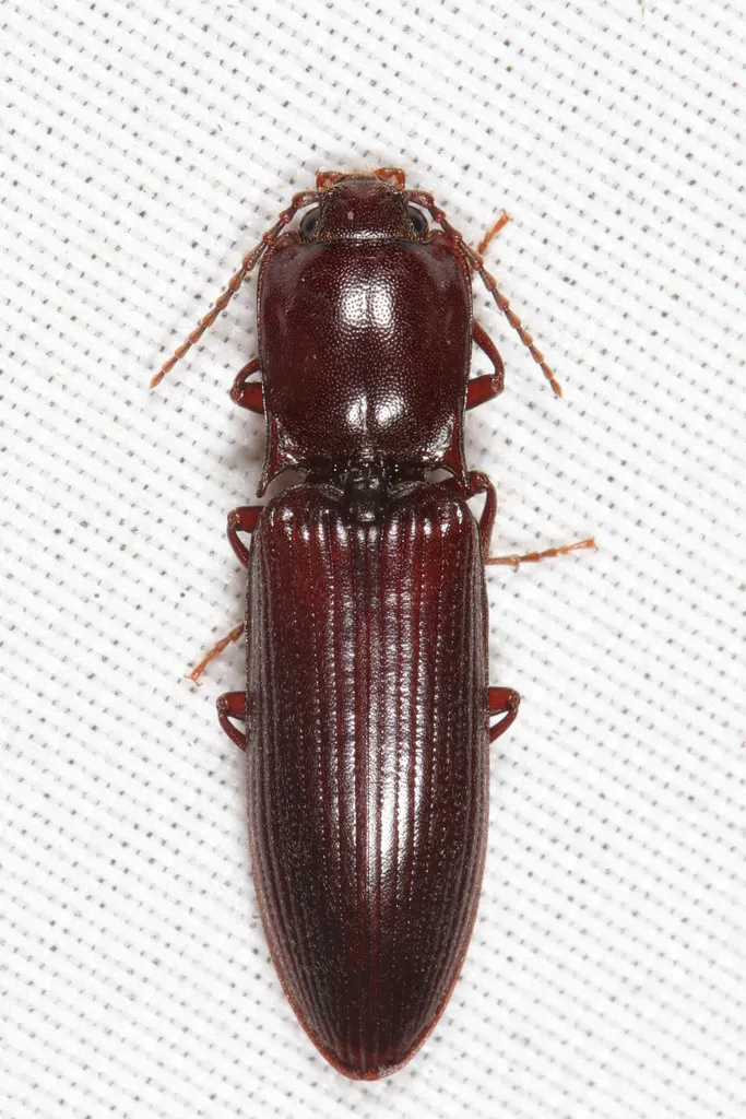 Laneganus sulcicollis - photo 2