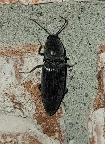 Lanelater schottii - Lanelater schottii