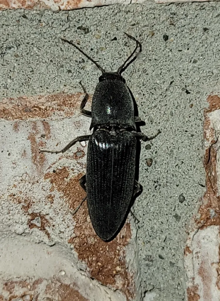 Lanelater schottii - photo 2