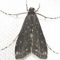 Black Langessa Moth - Hodges#4758