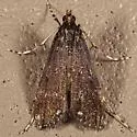 Black Langessa Moth - Hodges#4758 - photo 2