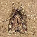Black Langessa Moth - Hodges#4758 - photo 3