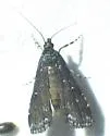 Black Langessa Moth - Hodges#4758 - photo 4