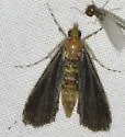 Black Langessa Moth - Hodges#4758 - photo 5