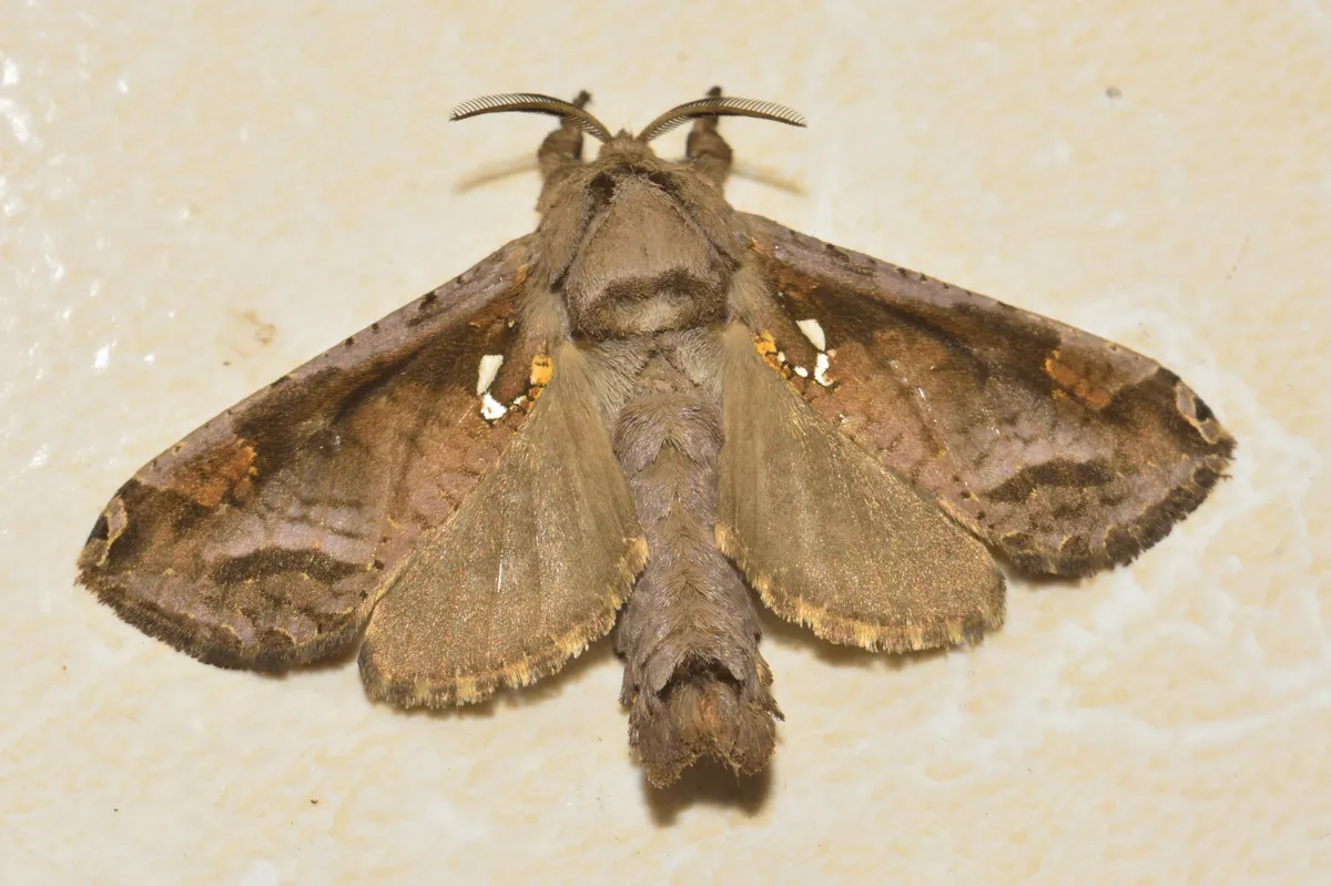 Langsdorfia franckii - photo 3