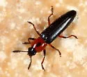 Languria angustata - photo 2