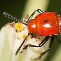 Languria bicolor