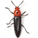 Languria bicolor - photo 2