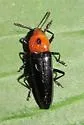 Languria bicolor - photo 3