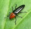 Languria bicolor - photo 4
