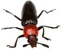 Languria convexicollis
