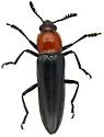 Languria convexicollis - photo 2