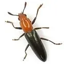 Languria denticulata