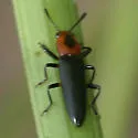 Languria discoidea