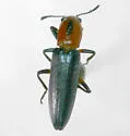 Languria discoidea - photo 2