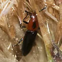 Languria discoidea - photo 3