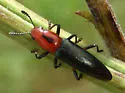 Languria discoidea - photo 5