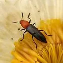 Languria laeta