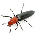 Languria laeta - photo 2