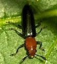 Languria laeta - photo 3