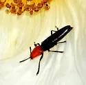 Languria laeta - photo 5