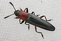 Languria marginipennis