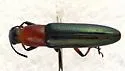 Languria marginipennis - photo 2