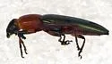 Languria marginipennis - photo 3