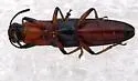 Languria marginipennis - photo 4