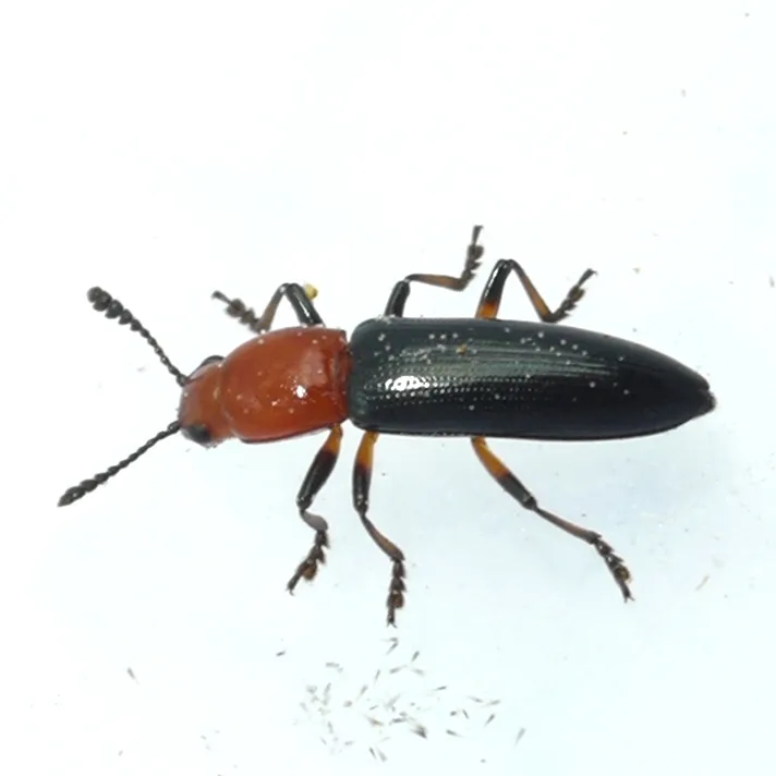 Clover Stem Borer - photo 2