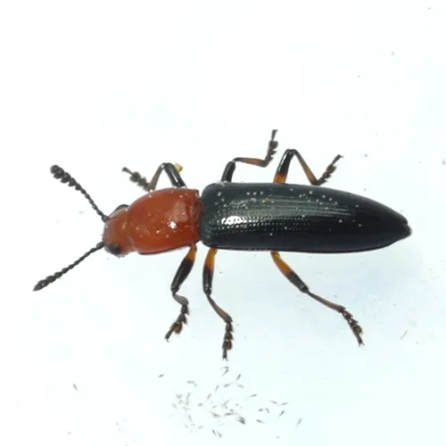 Clover Stem Borer - photo 3