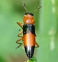 Languria trifasciata - Languria trifasciata