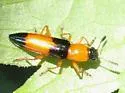Languria trifasciata - photo 2