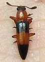 Languria trifasciata - photo 3