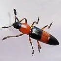 Languria trifasciata - photo 4