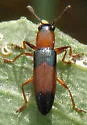 Languria trifasciata - photo 5