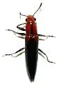 Langurites lineatus - Langurites lineatus
