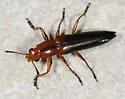 Langurites lineatus - photo 2