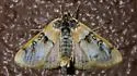 Laniifera cyclades - Hodges#5236 - photo 4