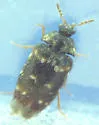 Lanorus aequalis - photo 2