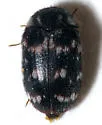 Lanorus aequalis - photo 3