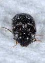 Lanorus aequalis - photo 4