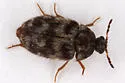 Lanorus mcdonaldi - photo 2