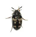 Lanorus varicolor