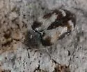 Lanorus varicolor - photo 2