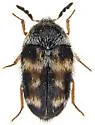 Lanorus varicolor - photo 3