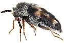 Lanorus varicolor - photo 4