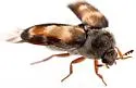 Lanorus varicolor - photo 5