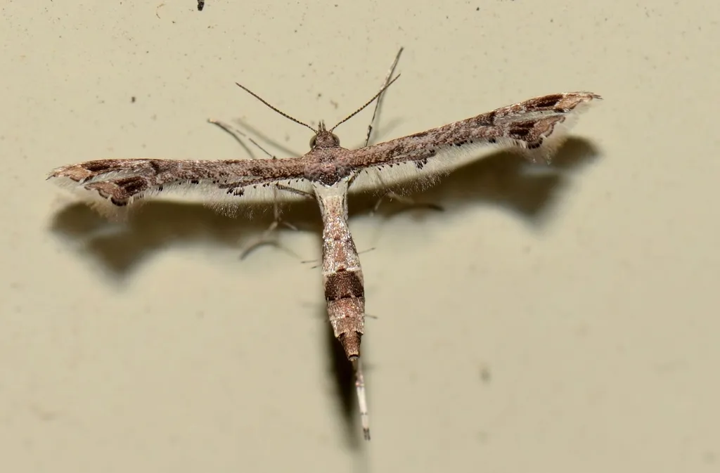 Lantana Plume Moth - photo 2